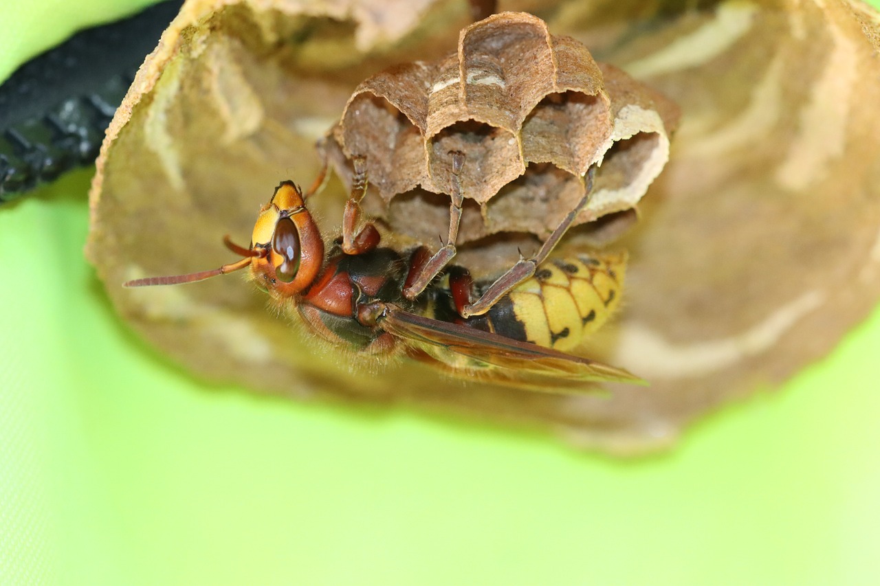 Protecting Your Home Against Rodents and Pests